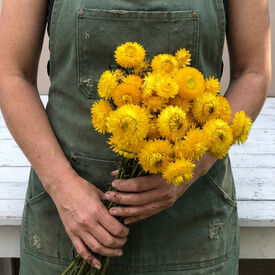 Monster Gold, Strawflower Seeds